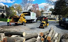 Best Tree Removal Services  in Eldorado, TX